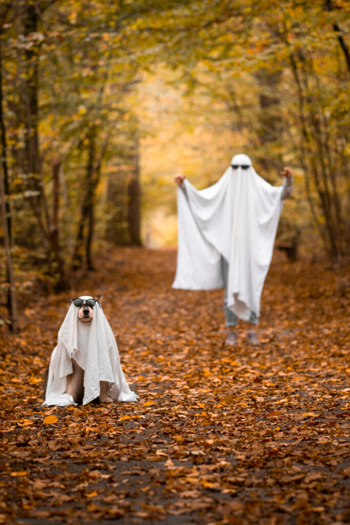 Portrait of Finnish Lapphund dog and person dressed up as ghosts in autumn or fall