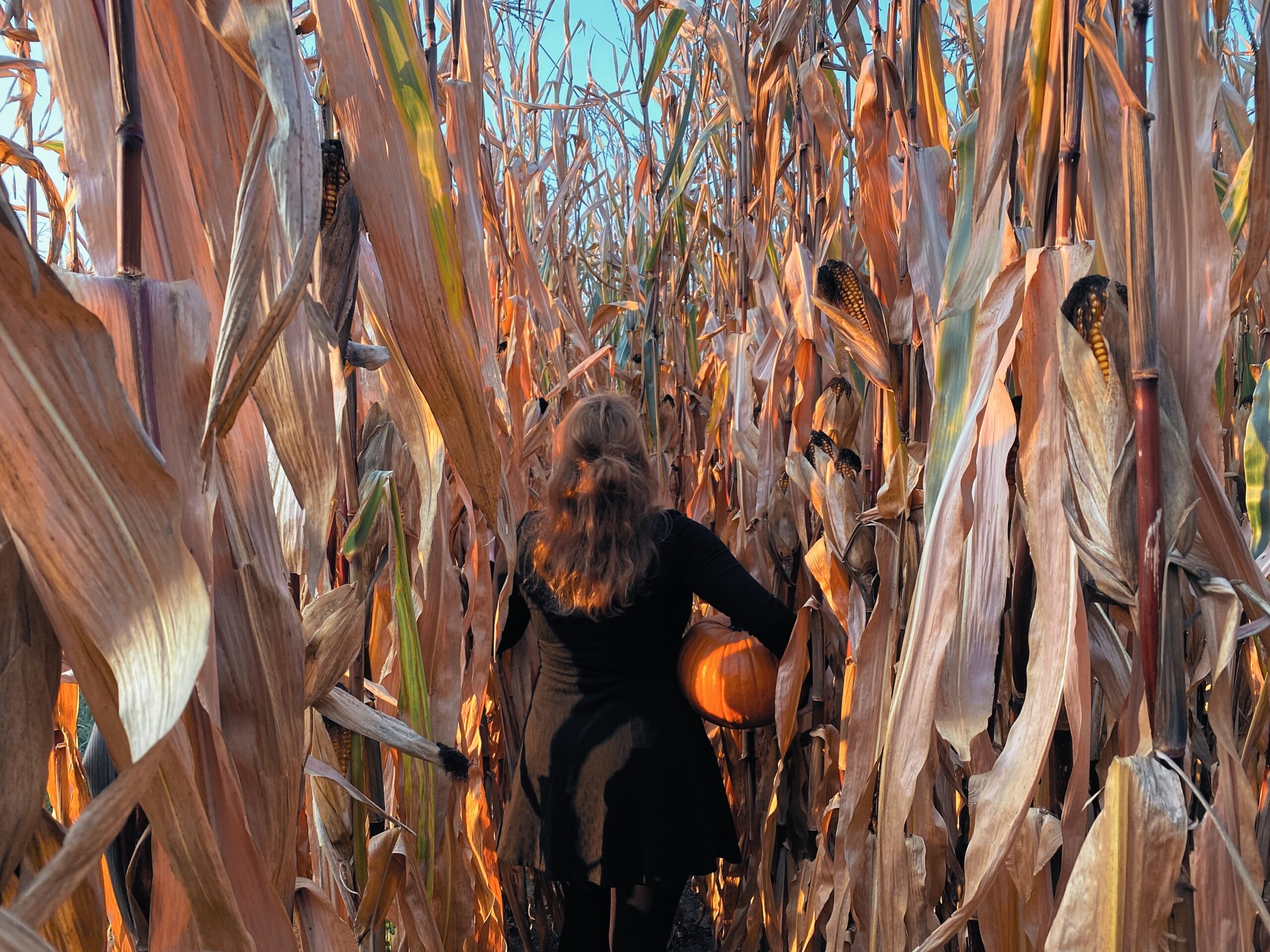 Woman holding pumpkin in corn field