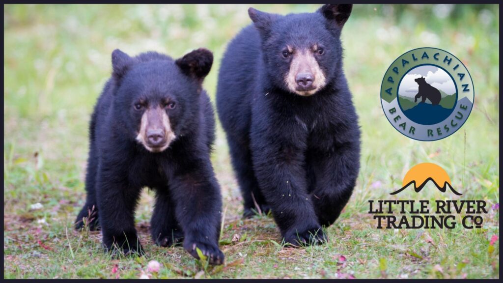 Appalachian Bear Rescue - Trail Safety and Bear Biology