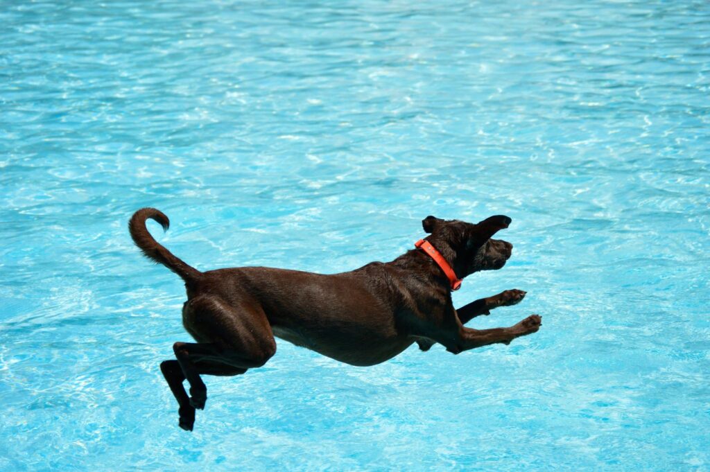 Paws In The Pool - End of Pool Season - Dog Swim event
