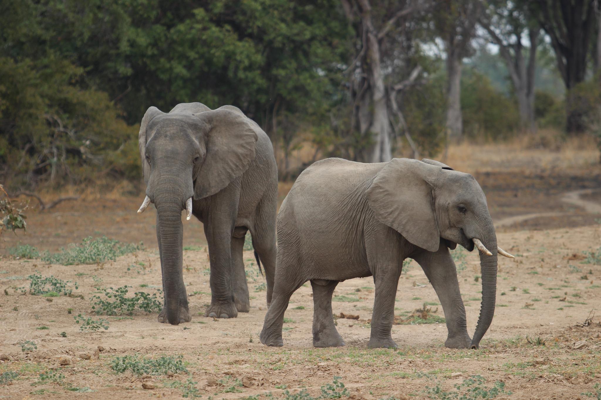Blount County Travel Club explores African Safaris / Sponsored by ADJ Travel Company