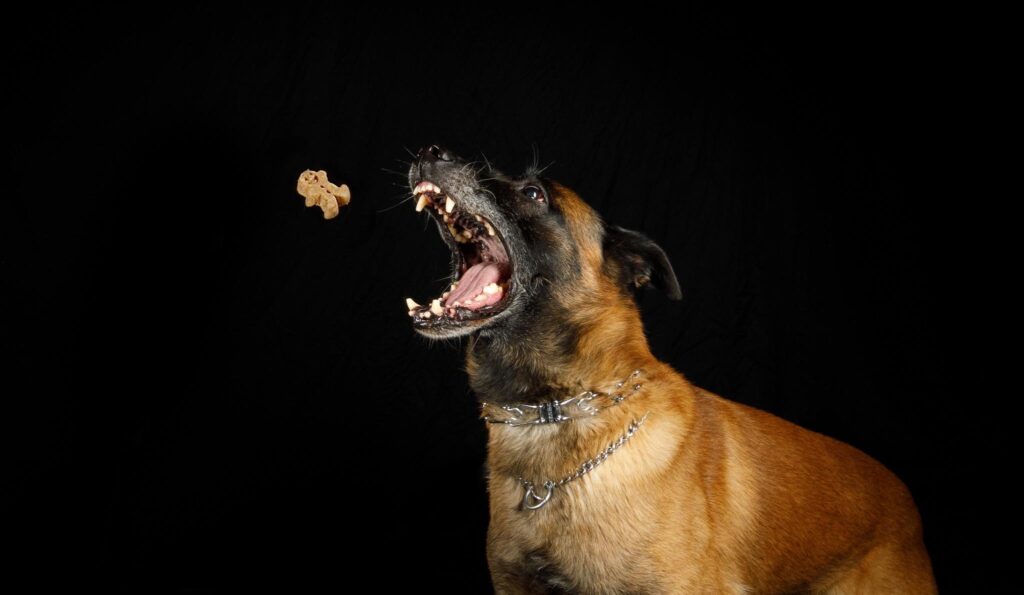 2026 Blount County K-9 Chili Cookoff