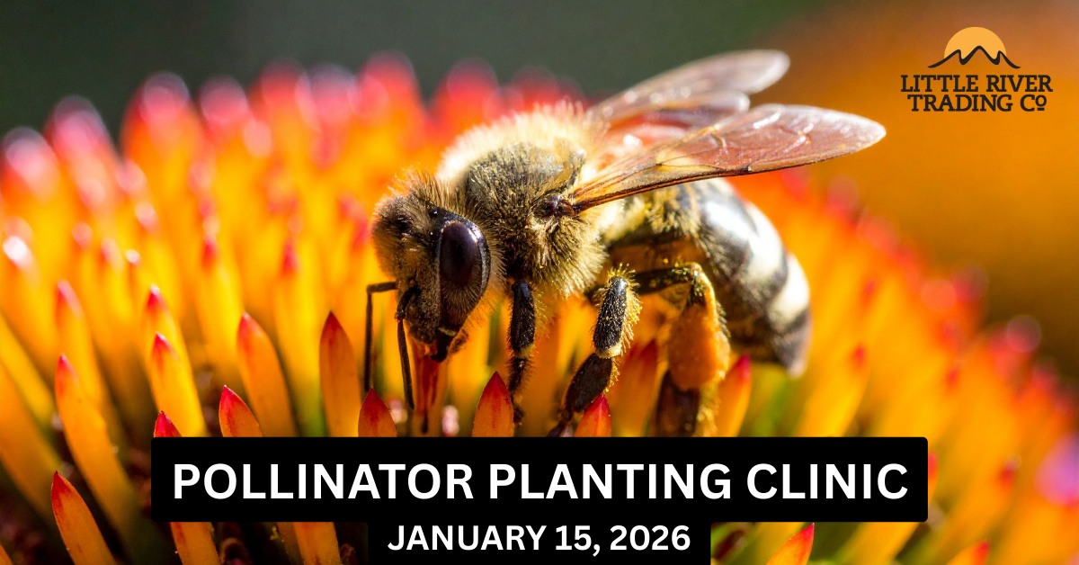 Close up of a bee on a yellow flower with the words "Pollinator Planting Clinic January 15 2026"