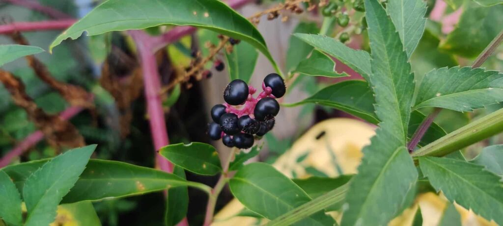 Tennessee’s Toxic Plants